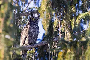 Great Horned Owl Prints: great horned owl (Bubo virginianus) in winter