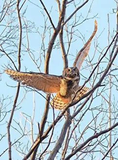 Great Horned Owl Prints: Great-horned Owl flying in the forest, Quebec, Canada