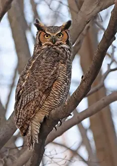Great Horned Owl Prints: Great-horned Owl perched on a branch in the forest, Quebec, Canada