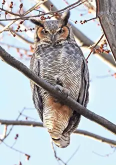 Great Horned Owl Prints: Great-horned Owl perched on a branch in the forest, Quebec, Canada