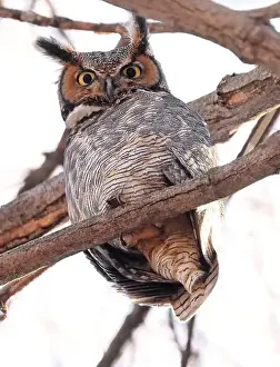 Great Horned Owl Prints: Great-horned Owl perched on a branch in the forest, Quebec, Canada