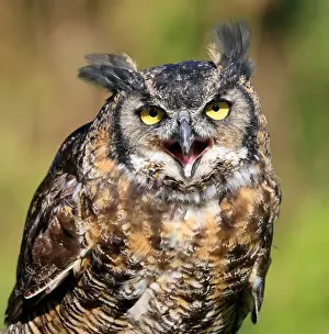 Great Horned Owl Prints: Great-horned Owl portrait with green background, Quebec, Canada