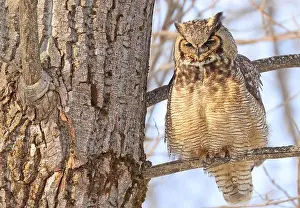 Great Horned Owl Prints: Great-horned Owl sitting on a tree branch in the forest, Quebec, Canada