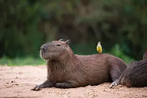 Latin American Prints: Great Kiskadee perched on capybara on riverbank, Pantanal, Mato Grosso, Brazil