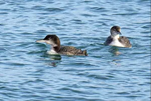 British Wildlife Prints: The Great Northern Diver (Gavia immer)