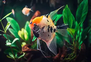 Zebra Prints: a great scalar fish in aquarium