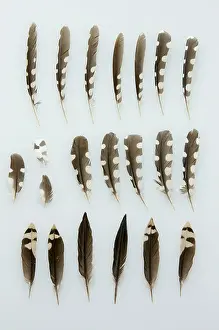 Woodpecker Prints: Great Spotted Woodpecker