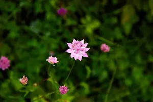 Plant Stem Prints: Great Starflower, Starthistle (Astrantia maxima) in a forest clearing in Tusheti