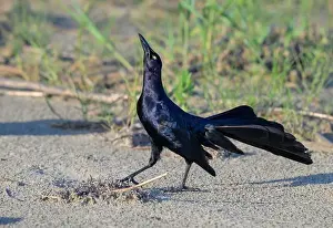 Grackle Prints: Great-tailed grackle (Quiscalus mexicanus) male displaying and calling at the ocean beach