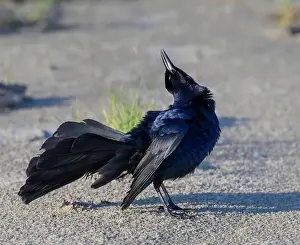 Grackle Prints: Great-tailed grackle (Quiscalus mexicanus) male displaying and calling at the ocean beach