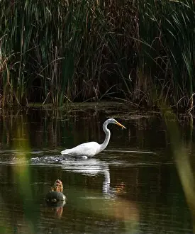 Catching Prints: Great white egret eating fish in a marshy pond on summer day