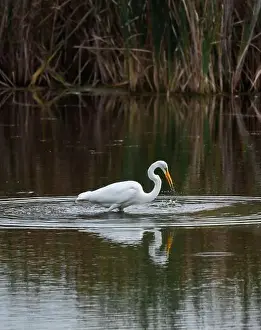 Catching Prints: Great white egret eating fish in a marshy pond on a summer day