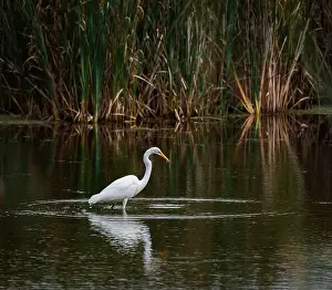 Catching Prints: Great white egret eating fish in a marshy pond on summer day