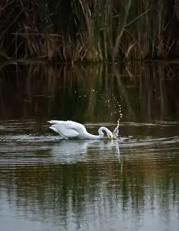 Catching Prints: Great white egret fishing in a marshy pond on a summer day