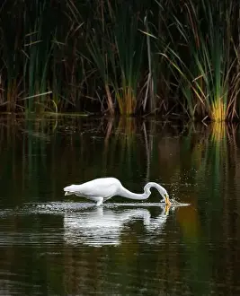 Catching Prints: Great white egret fishing in a marshy pond on summer day