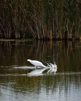 Catching Prints: Great white egret fishing in a marshy pond on a summer day