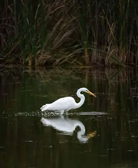 Great white egret standing alone in marshy pond on summer day