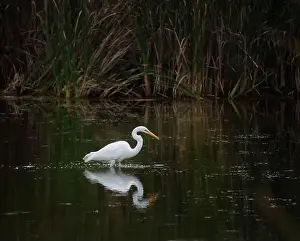 Ardea Alba Prints: Great white egret standing alone in marshy pond on summer day