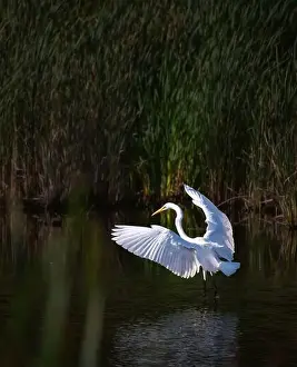Ardea Alba Prints: Great white egret standing in marshy pond with wings outstretched