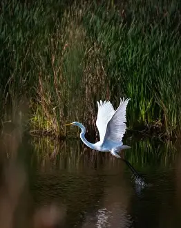 Ardea Alba Prints: Great white egret taking flight from marshy pond in Canada