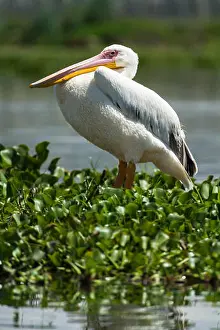 Rift Valley Prints: A great white pelican (Pelecanus onocrotalus) standing on water hyacinth