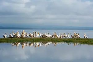 Rift Valley Prints: Great White Pelicans, Pelecanus onocrotalus, Lake Nakuru National Park, Kenya
