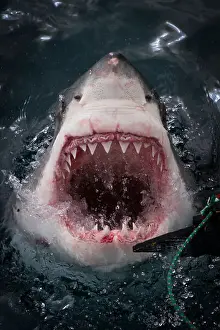 Gums Prints: Great White Shark (carcharodon carcharias) jaws