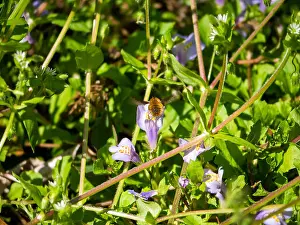 Major Prints: A greater beefly, bombylius major