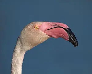 Beau Prints: Greater flamingo, phoenicopterus roseus, portrait in Camargue, France