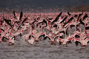 Rift Valley Prints: Greater and Lesser flamingos taking flight in mass flock over Lake Bogoria, Kenya, Africa