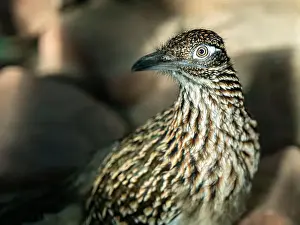 Green Valley Prints: The greater roadrunner (Geococcyx californianus) is a long-legged bird in the cuckoo family