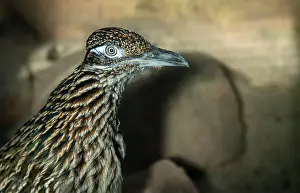 Green Valley Prints: The greater roadrunner (Geococcyx californianus) is a long-legged bird in the cuckoo family