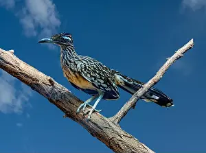Green Valley Prints: The greater roadrunner (Geococcyx californianus) is a long-legged bird in the cuckoo family