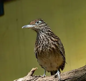 Green Valley Prints: The greater roadrunner (Geococcyx californianus) is a long-legged bird in the cuckoo family