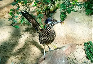 Green Valley Prints: The greater roadrunner (Geococcyx californianus) is a long-legged bird in the cuckoo family