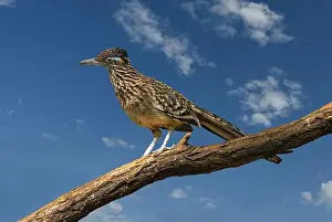 Green Valley Prints: The greater roadrunner (Geococcyx californianus) is a long-legged bird in the cuckoo family