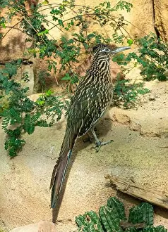 Green Valley Prints: The greater roadrunner (Geococcyx californianus) is a long-legged bird in the cuckoo family