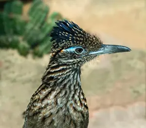 Green Valley Prints: The greater roadrunner (Geococcyx californianus) is a long-legged bird in the cuckoo family