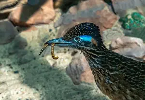 Green Valley Prints: The greater roadrunner (Geococcyx californianus) is a long-legged bird in the cuckoo family