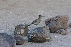 Tucson Prints: A Greater Roadrunner in Tucson, Arizona