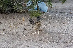 Tucson Prints: A Greater Roadrunner in Tucson, Arizona
