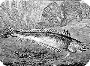 Fishes Prints: greater weever, Trachinus draco