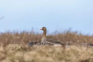 Breeding Grounds Prints: Greater white-fronted geese in Estonia