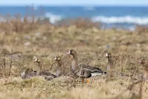 Breeding Grounds Prints: Greater white-fronted geese in Estonia
