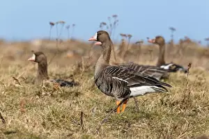 Breeding Grounds Prints: Greater white-fronted geese in Estonia