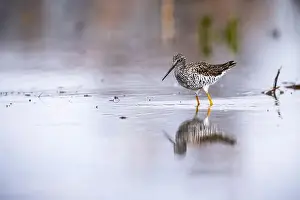 Waters Edge Prints: Greater Yellowlegs hunting for food on the shoreline of a St. Lawrence River