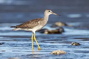 Homer Prints: Greater Yellowlegs (Tringa melanoleuca) at Bishop's Beach - Homer, Alaska