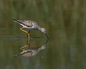 Charadriiformes Prints: Greater Yellowlegs (Tringa melanoleuca) Yolo County California USA