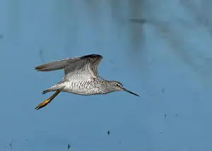 Charadriiformes Prints: Greater Yellowlegs (Tringa melanoleuca) Yolo County California USA