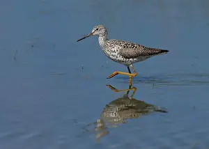 Charadriiformes Prints: Greater Yellowlegs (Tringa melanoleuca) Yolo County California USA
